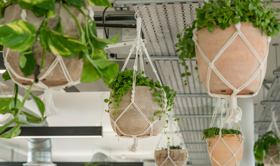 Plants hanging from an office ceiling