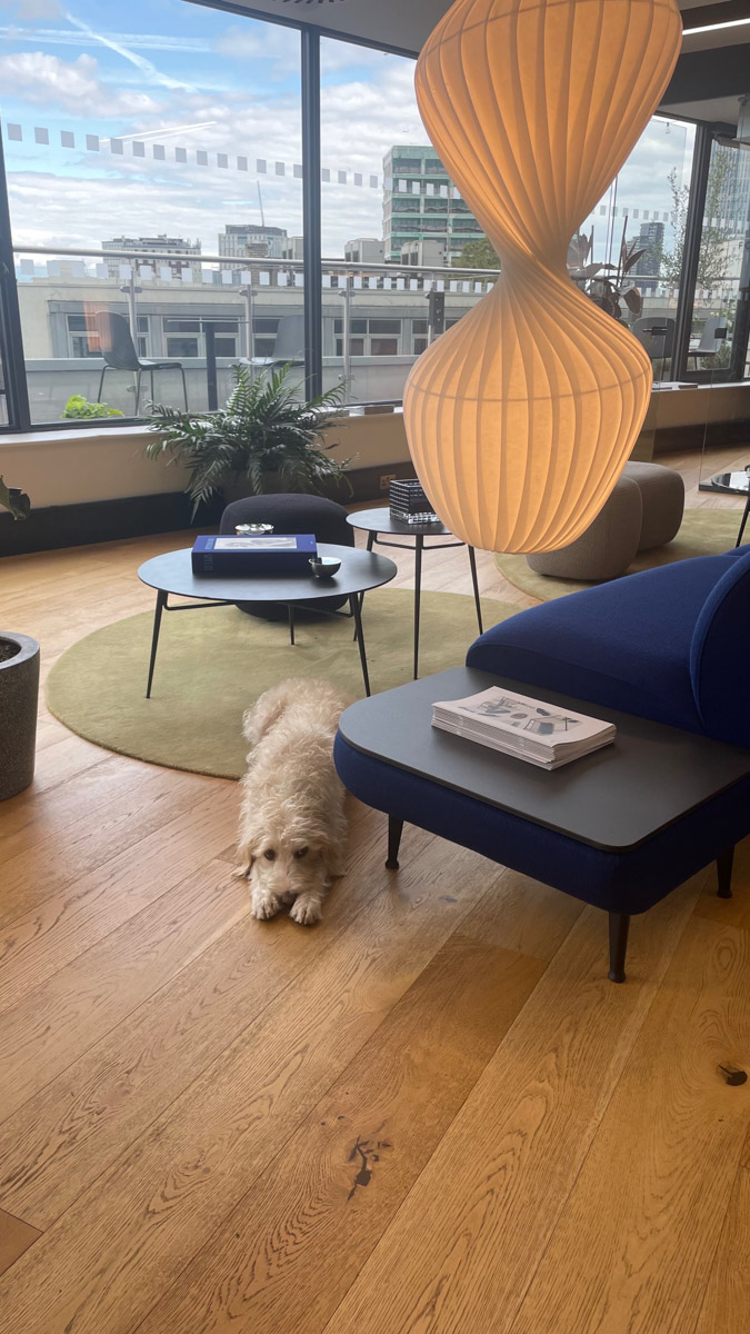 A dog lies next to a sofa and coffee table in a London office