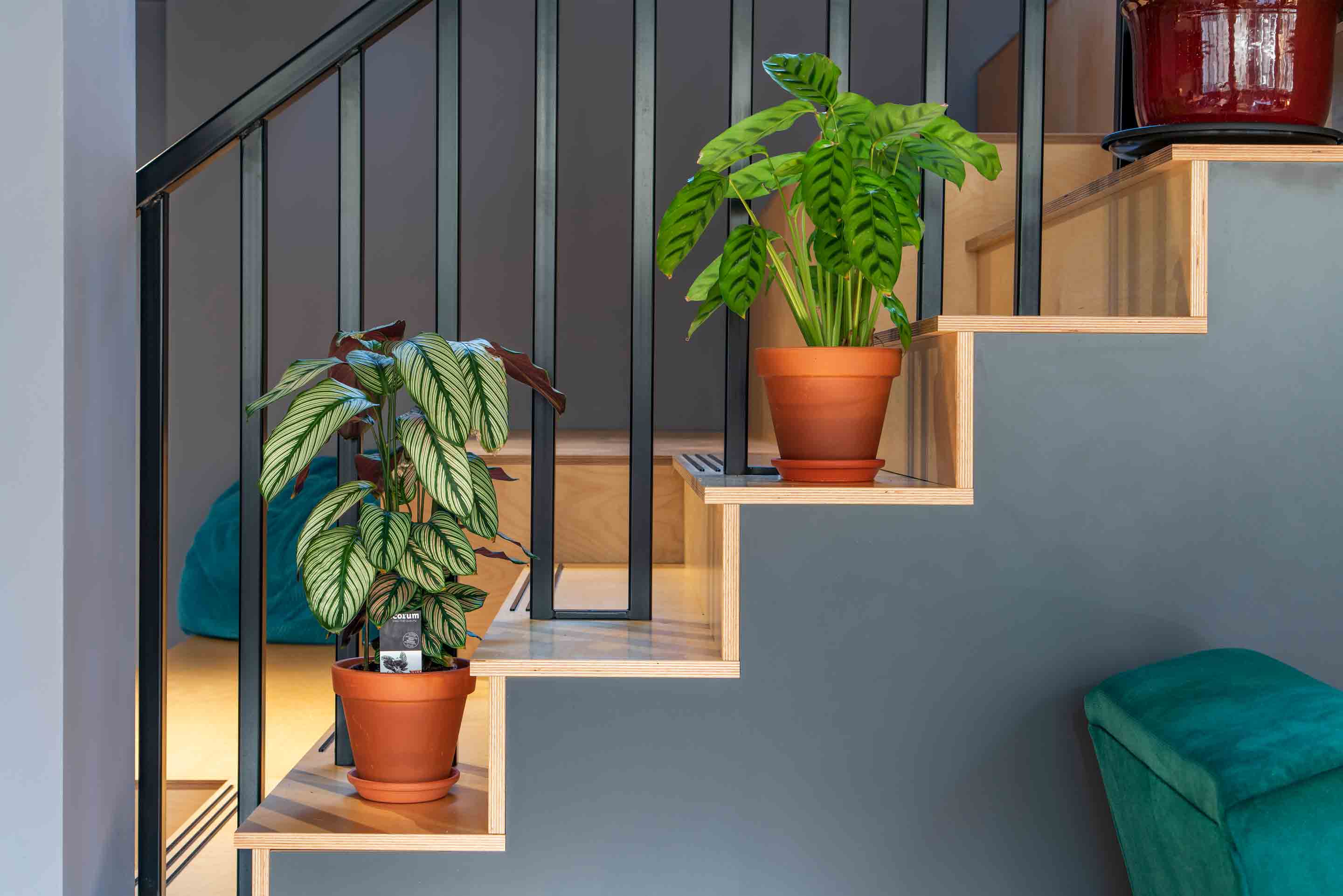 plants on stairs