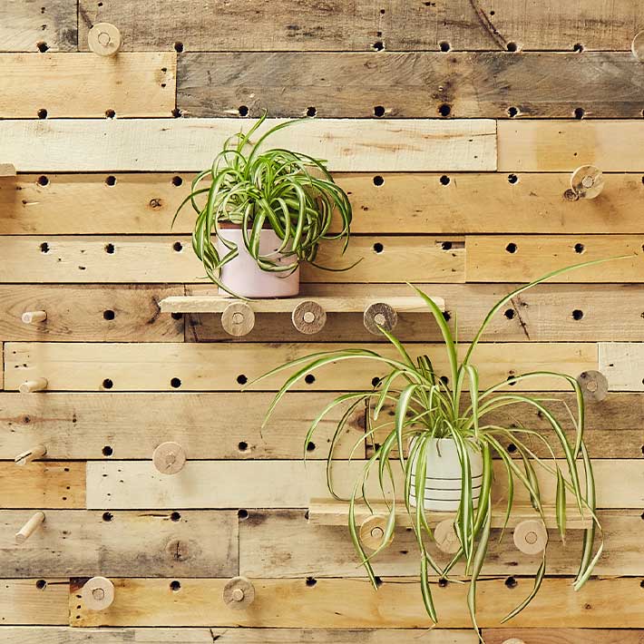 Reclaimed wood feature wall with two spider plants on wooden shelves