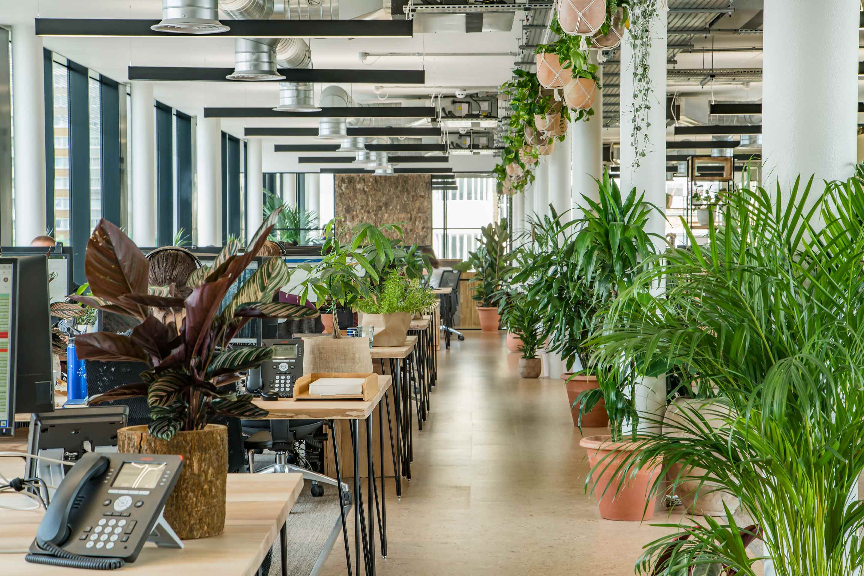 work spaces and desking with lots of planets and natural light