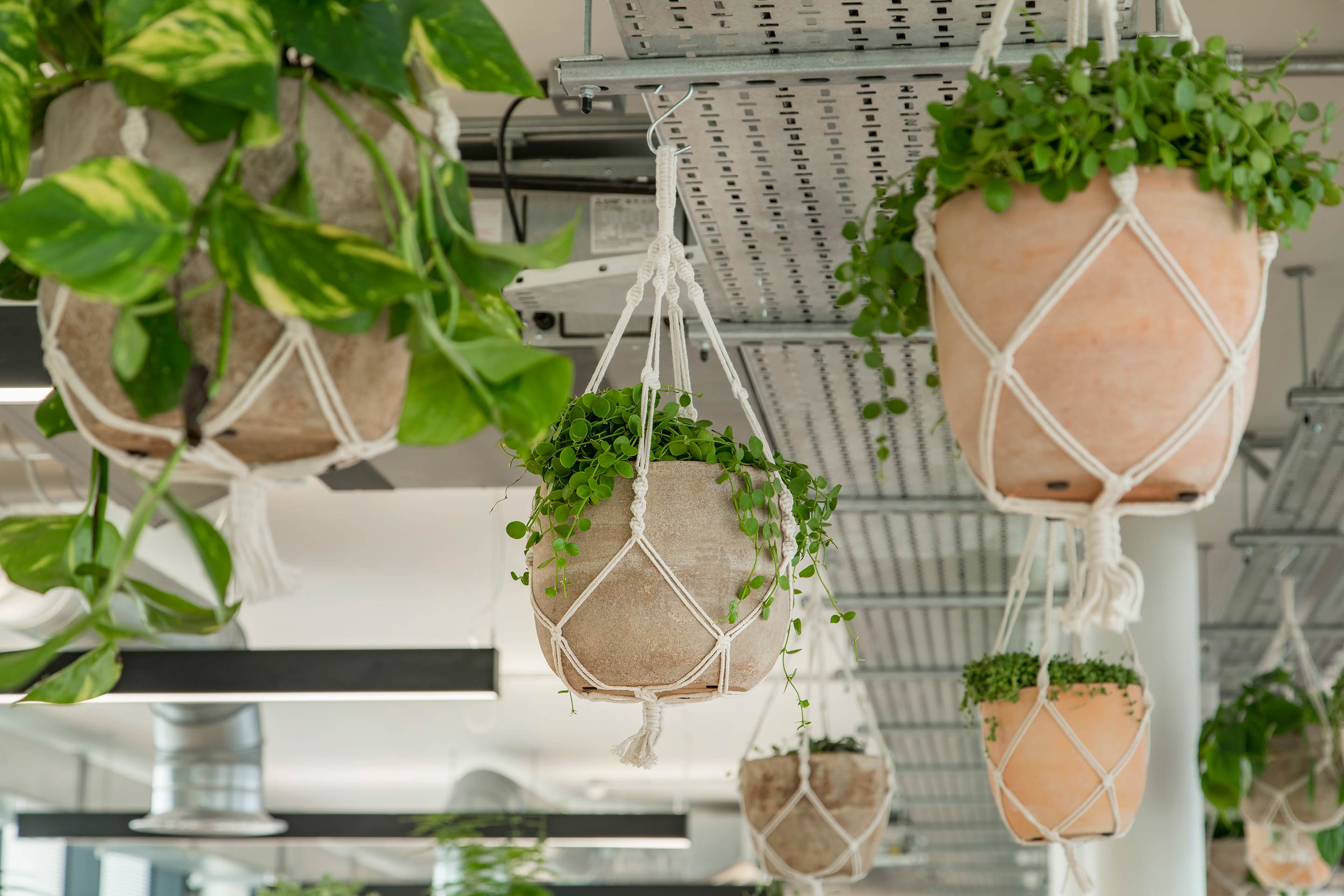 hanging plant pots suspended form the ceiling