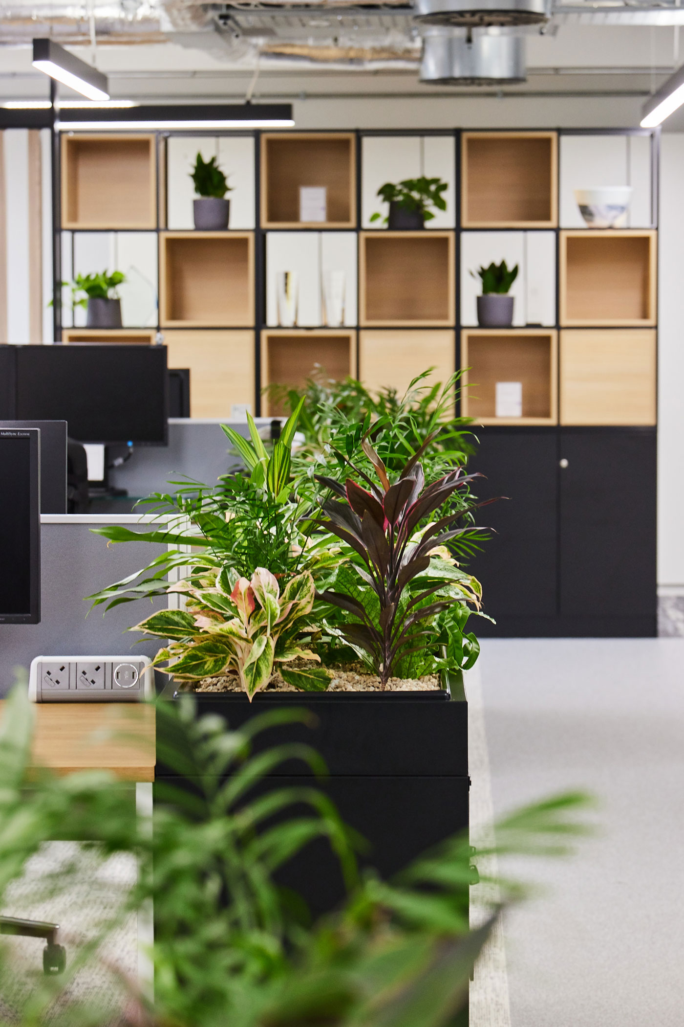 Biophilia within an office space to harness wellbeing in the workplace