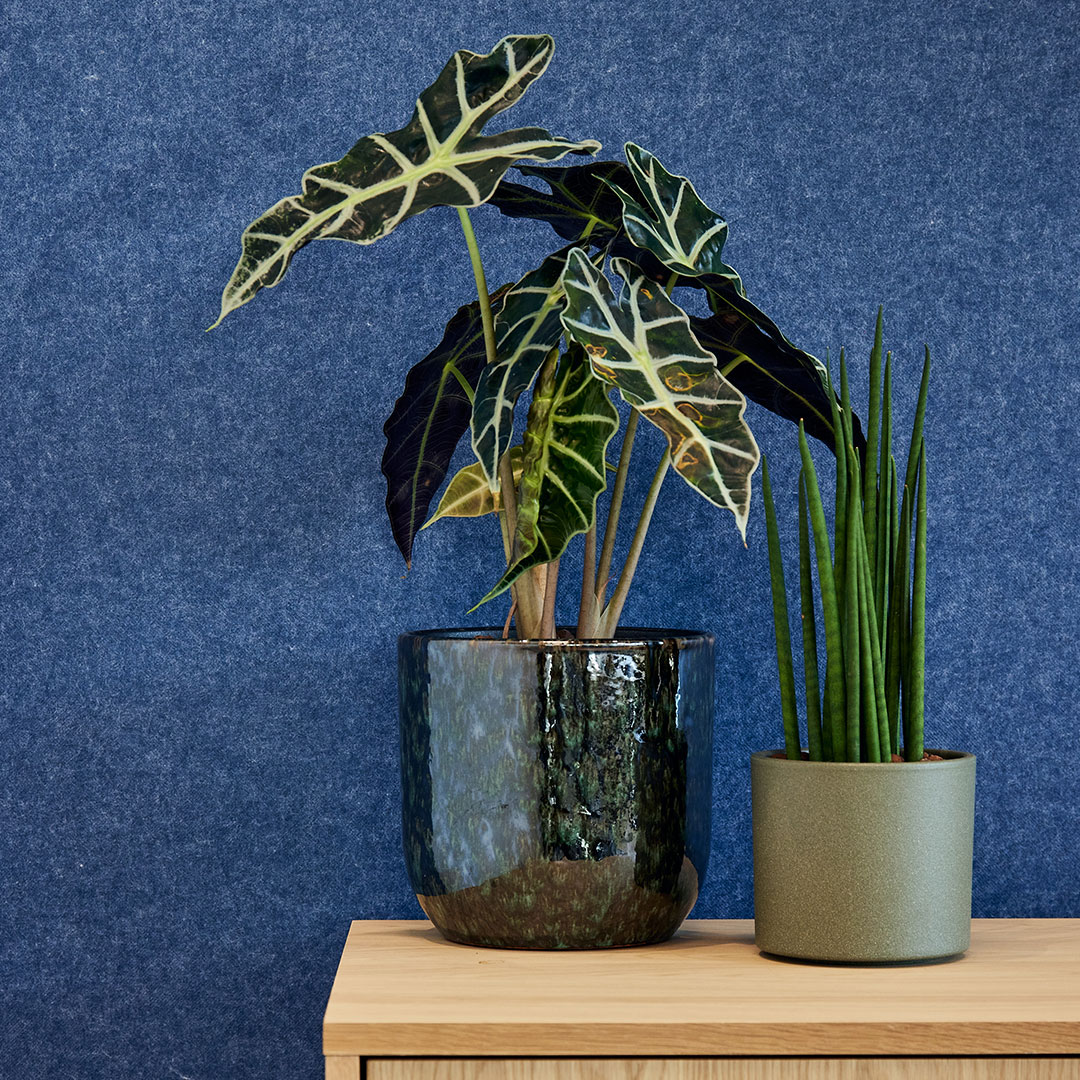An office interior design featuring navy blue fabric walls, and a wooden cabinet adorned with a plant, adding a touch of nature to the workplace